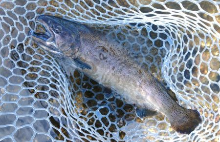 平日はのんびりと ～フィッシングパーク高島の泉～